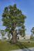 상하이 아만양윤의 상징과 같은 2000년 수령의 녹나무. [사진 아만양윤 리조트]