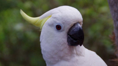 “고통에 울부짖었다”…호주 흰앵무새 떼죽음 미스터리