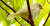 17일 오전 경기도 부천시 춘의동 부천자연생태공원의 한 나무에 흰 참새가 앉아 있다. [사진 경기 부천시청]