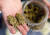 덴버 북부의 한 디스펜서리에서 판매하고 있는 말린 마리화나 가지. [AP=연합뉴스] 