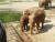 19일 서울대공원 동물원에서 아기 코끼리 희망이가 여름 특식을 먹고있다. 박해리 기자