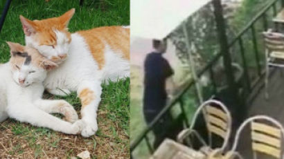 '경의선 숲길' 고양이 학대한 뒤 살해한 30대 남성 체포