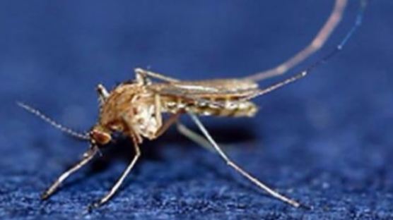 질병관리본부 ‘일본뇌염 경보’...경남 지역 모기 71%가 매개 모기