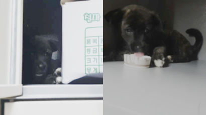 지하철 보관함에 버려진 강아지…방송 중이던 유명 BJ 신고로 구조