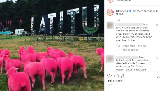 유명 축제에 등장한 '핫핑크' 양떼…동물단체들은 비판