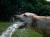 덴마크 코펜하겐의 개 루나가 호스로 뿌려주는 물을 마시고 있다. [AFP=연합뉴스]