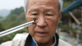 ‘꿀벌 킬러’ 등검은말벌, 국내 유입 16년 만에 생태계교란종 지정