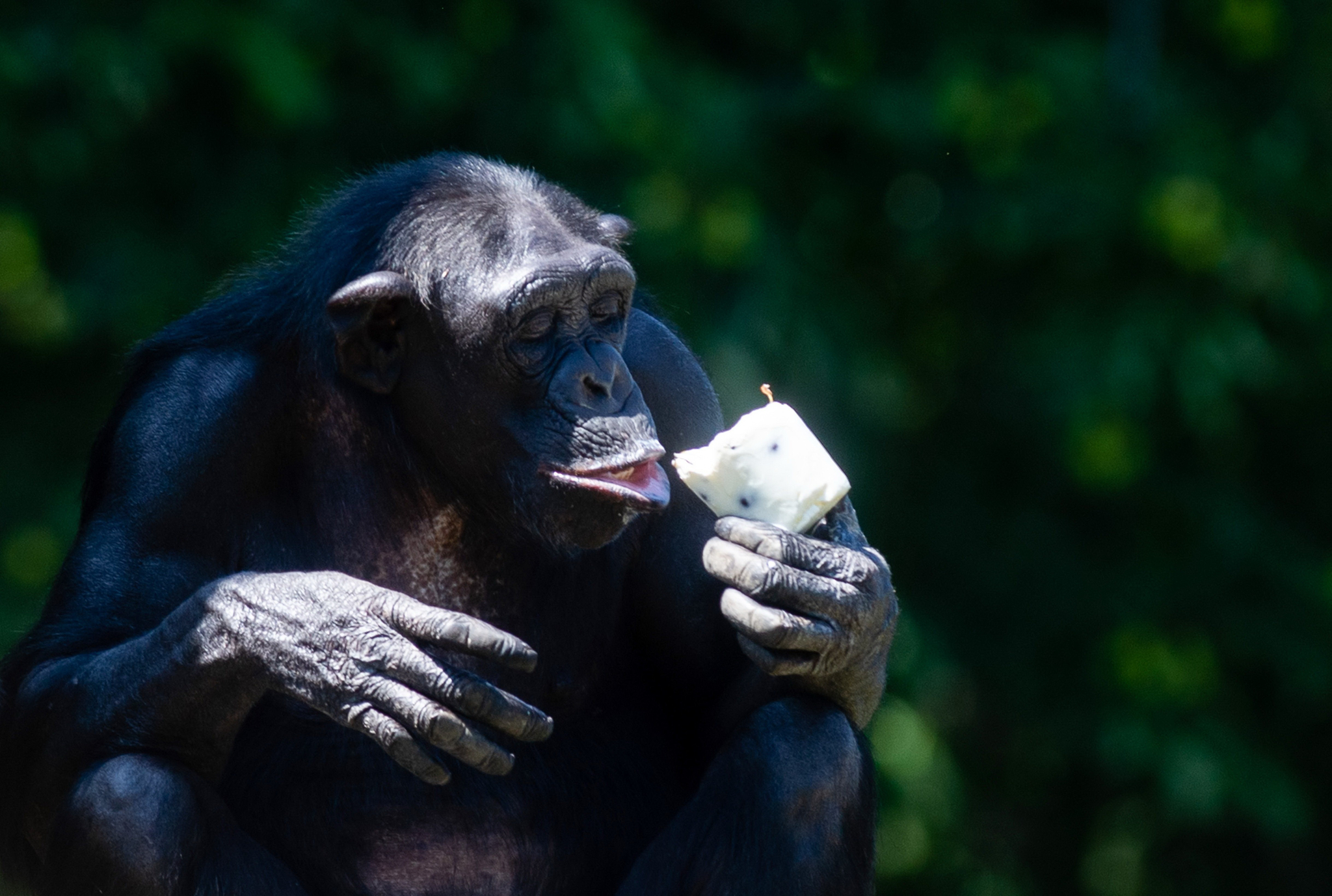 동부독일 마그데부르크 동물원의 침팬지가 아이스크림을 먹고 있다. [AFP=연합뉴스]