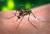 지구 상에는 모두 3500종의 모기가 있다. 암컷 모기는 피를 빨아먹는 과정에서 말라리아 같은 질병을 옮겨 사람의 건강을 위협한다. [중앙포토]