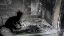 느닷없는 전기레인지 화재···'범인은 고양이' 올해만 10건