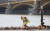 허블레아니호 인양작업이 끝난 헝가리 부다페스트 다뉴브강 머르기트 다리 인근에서 한 시민이 추모객이 놓아둔 리본을 펴고 있다. [연합뉴스]