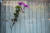 4일(현지시간) 총기사고로 9명이 숨진 미국 오하이오주 데이턴의 한 매장 창문 총알 흔적에 꽃이 꽂혀있다. [AFP=연합뉴스]