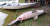 말레이 코타키나발루 인근 호수에서 발견된 &#39;108㎏ 물고기&#39;. 아마존에 사는 고대 어종 아라파이마로 확인됐다. [말레이메일=연합뉴스]