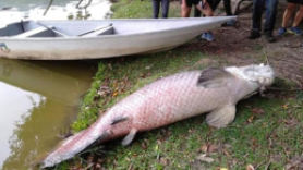 2.4m·108㎏…말레이 호수 위로 떠오른 '아마존 괴물' 정체는 
