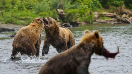 러시아 캄차카서 인기 관광프로그램 중단…“굶주린 야생곰 몰려”