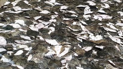 동해 물고기 1만2000마리 떼죽음…고수온 주의보 발령