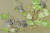 세계에서 유일하게 우리나라에서만 서식하는 토종 개구리인 금개구리(멸종위기 야생생물 2급)가 19일 복원에 성공, 충남 서천군 국립생태원 내 수생식물원에 대량 방사됐다. 서천=김성태 프리랜서