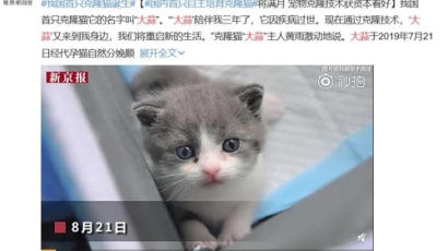 中 최초로 복제된 고양이 '마늘'…'1마리 4000만원 상업화'