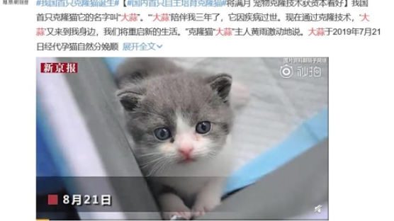 中 최초로 복제된 고양이 '마늘'…'1마리 4000만원 상업화'