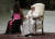 프란치스코 교황이 21일(현지시간) 바티칸에서 열린 일반알현에서 연단 위로 올라온 어린 소녀의 손을 잡아주고 있다. [AP=연합뉴스]