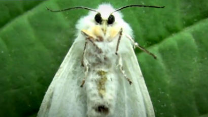 “애벌레가 비처럼 떨어져…” 한 번 600개 알 낳는 ‘미국흰불나방’ 유충 공포