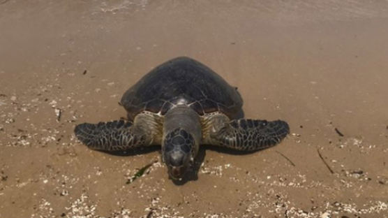 포항 바닷가서 죽은 채 발견된 멸종위기종 '푸른바다거북'