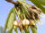 인도 북부지방의 부족들이 머리나 피부에 바르던 마두카 열매. [사진 충북산학융합본부]