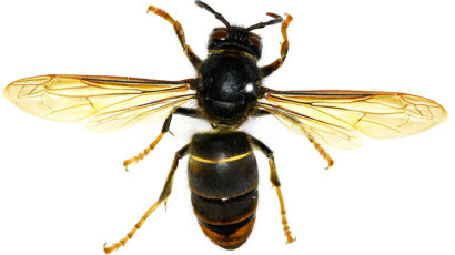 꿀벌 죽이는 말벌 싹부터 말린다···천적 곤충 국내 첫 확인