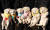 문재인 대통령이 평양 방문 시 김정은 북한 국무위원장으로부터 선물 받은 풍산개 곰이가 낳은 여섯마리의 강아지. [사진 청와대]