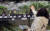 서울 시내의 한 대형마트 농산물 코너를 찾은 시민이 장을 보고 있다. [뉴스1]