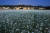 평창군 봉평면 효석문화마을. 메밀꽃밭 풍경이 이효석의 묘사대로 소금을 뿌린 듯하다. [중앙포토]