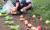 8일 오전 강원도 춘천시 신북읍의 한 과수 농가에서 농민이 태풍 링링으로 낙과 피해를 입은 사과를 거두고 있다. [연합뉴스]