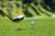 우리나라에서는 골프를 운동이라고 생각하고 즐기는 사람들이 많다. [사진 pixabay]
