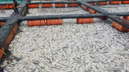 태풍 링링 지나자 적조…남해 양식장 물고기 떼죽음