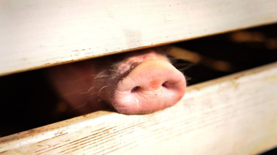 전세계 돼지 절반 먹어치우는 中 직격탄···물가도 출렁였다