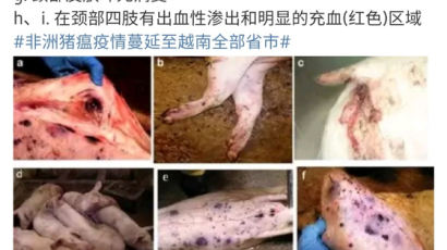 중국도 못 잡은 돼지열병…1억 마리 도살, 대륙 확산엔 넉 달