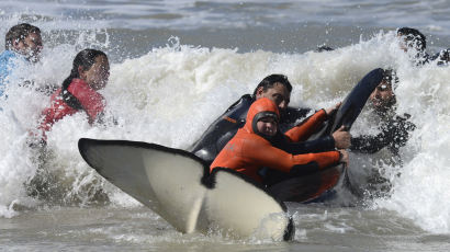 [서소문사진관] 긴박했던 범고래 구출작전, 7마리 중 1마리는 잃었다