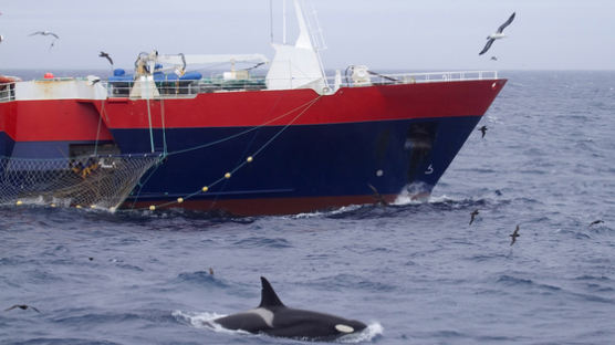 美, 한국 '예비 불법 어업국' 지정… 남극 불법 어업 발단