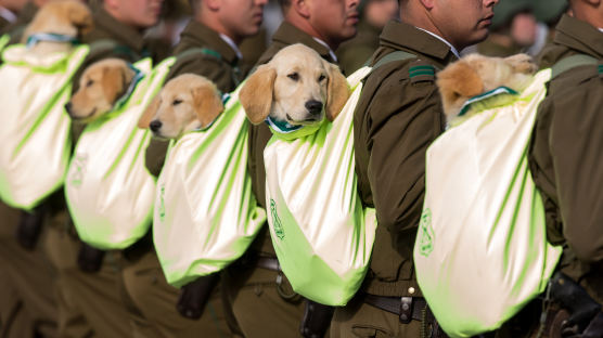 [서소문사진관] 강아지 경찰견도 참가한 칠레 독립 기념 퍼레이드