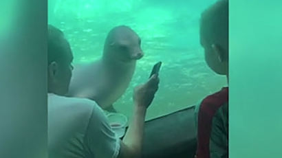 호기심 많은 바다사자, 스마트폰에 푹빠졌다