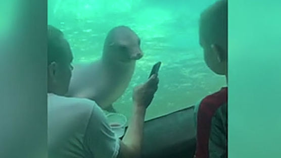 호기심 많은 바다사자, 스마트폰에 푹빠졌다