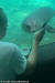  시카고의 브룩필드 동물원, 스마트폰 바라보는 호기심 많은 바다사자. [사진 유튜브 캡처]