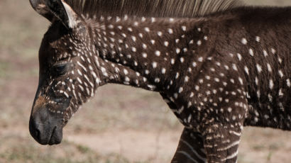 [서소문사진관] 물방울 무늬 얼룩말 '티라', 케냐 초원에서 발견