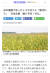 미·중 마찰에 남은 옥수수 일본 기업 구매 예정 ’제로“ [사진 홈페이지 캡처]