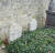 프랑스 오베르(AUVERSUROISE)에 있는 반 고흐와 동생 테오의 무덤. [출처 Wikimedia Commons(Public Domain)]