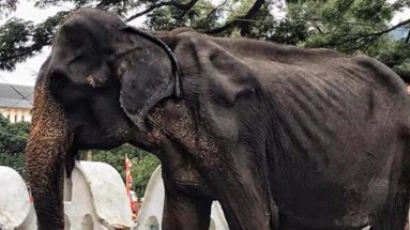 갈비뼈 드러낸 채 축제 동원…스리랑카 '코끼리' 결국 숨져