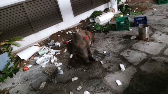 성남 오피스텔 주차장에 나타난 멧돼지…현장서 사살