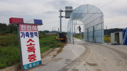 "노인 병원 못가도 돼지가 중요" 85만마리 홍성농가, 버스 중단