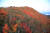   &#34;오메 단풍들었네&#34; 25일 설악산 대청봉 일대가 붉은 단풍으로 가득하다. 단풍의 남하 속도는 하루 25km로 내장산은 11월9일 절정에 이른다. [연합뉴스]