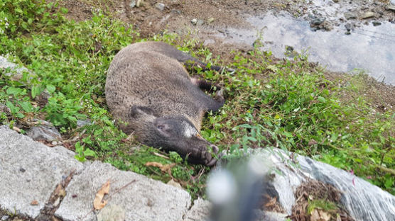 돼지열병 매개체 지목된 '그놈'···날뛰다 죽은 멧돼지 잇단 발견 